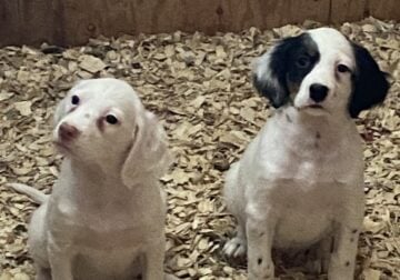 English Setter Puppies