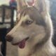 Eddy the Husky