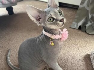 Wasabi’s first litter