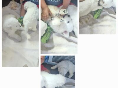 Great pyrenees puppies