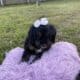 Bernedoodle Puppies