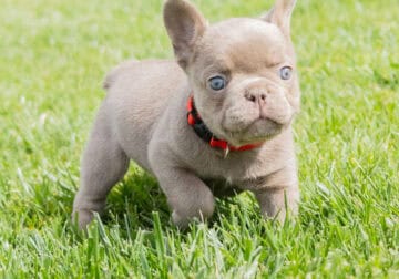 AKC French Bulldog Blues, Isabellas, Cream & Black