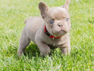 AKC French Bulldog Isabellas & Cream