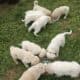 Male pyrenees puppies