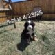 Adorable Bernese Mountain Puppies