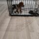 2 male/female Corgy Bull Terrier Puppies