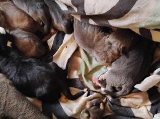 Beautiful American staffordshire terrier puppies