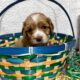 Cocker Spaniel