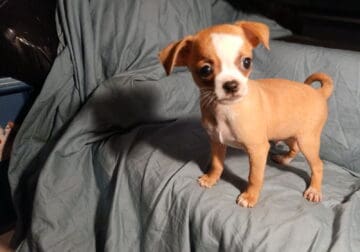 Extremely Cute Chug Pup’s 4 Sale