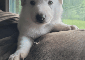 White German Shepherd Puppies