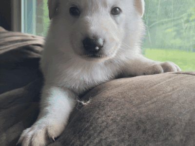 White German Shepherd Puppies