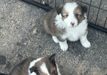 Shetland Sheepdog – Sheltie