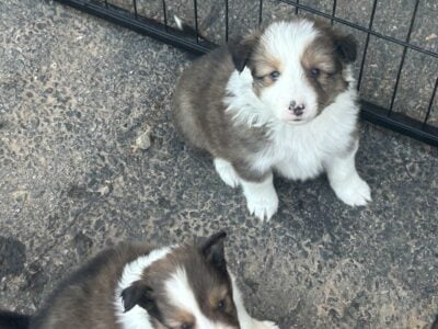 Shetland Sheepdog – Sheltie