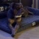 3yr old Olde English Bulldog