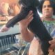 Great dane euro line puppies
