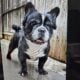 Six french bulldog puppies for sale