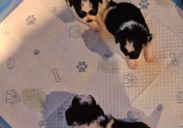 Shizpoos