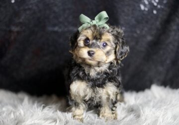 Trevor F1 Yorkiepoo Male