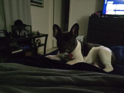 Black and white frenchie 1 year old