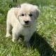 Great Pyrenees/Golden retriever puppies