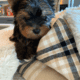 Cute Purebred Yorkshire Terrier AKA Yorkie Puppies