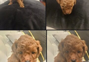Mini Poodles awaiting Forever home
