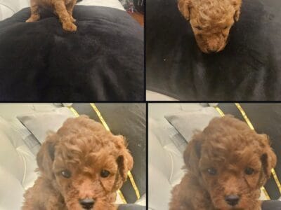 Mini Poodles awaiting Forever home