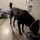 Black German Shepherd mix needs a new home