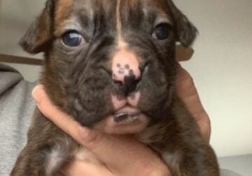 AKC Female Brindle Boxer Puppy 3