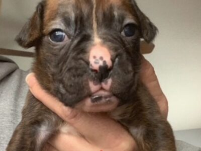 AKC Female Brindle Boxer Puppy 3