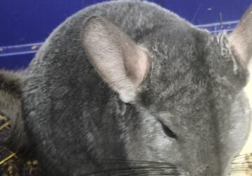Female chinchilla