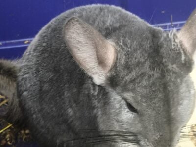 Female chinchilla