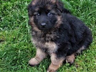 Long Coat German Shepherd Puppies