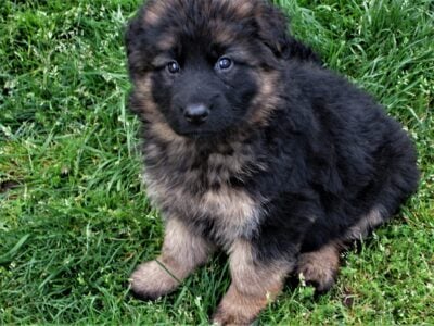 Long Coat German Shepherd Puppies