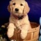 8 week AKC Golden Retriever Puppies