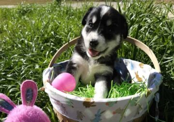 “LABSKY” – ALASKAN HUSKY -LABRADOR RETRIEVER