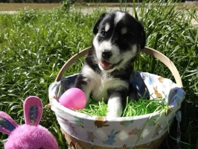 “LABSKY” – ALASKAN HUSKY -LABRADOR RETRIEVER