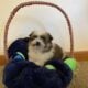 Shih Tzu puppies