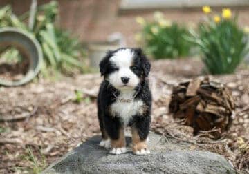 Darling – AKC Bernese Mountain Dog Puppy