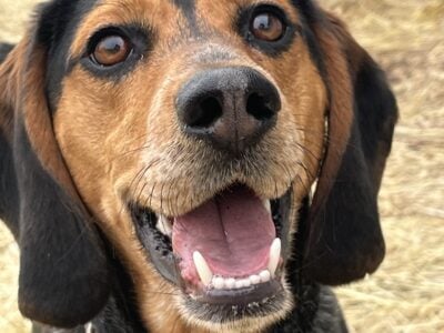 Reggie – 2 year old Beagle