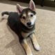 Shiba Inu Puppy For Sale