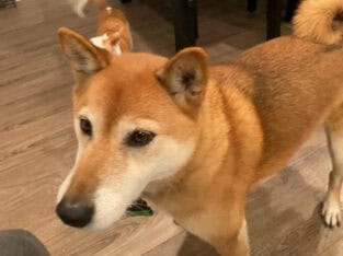 Shiba Inu for sale
