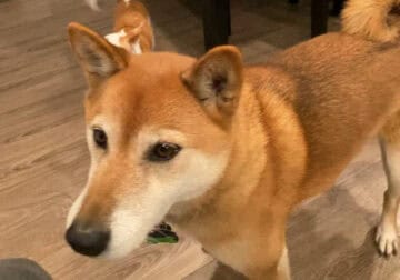 Shiba Inu for sale
