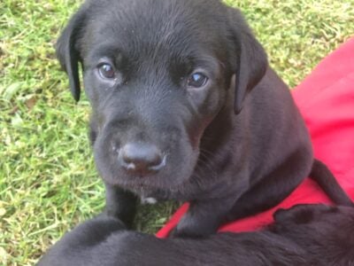 AKC/UKC Labrador Retriever Puppies for Sale
