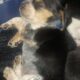 Purebred male beagle puppy