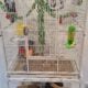**Sugar Gliders**