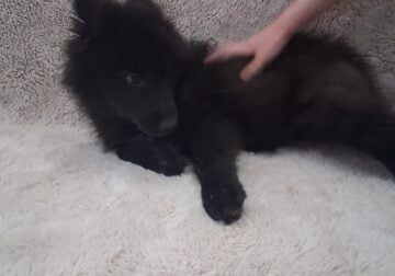 Wolfdog Puppies Available