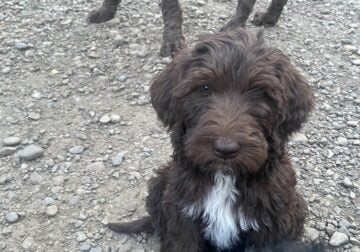 Multi Generation Labradoodles