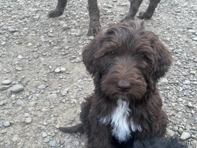 Multi Generation Labradoodles