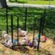 AKC Golden Retriever puppies Waukesha County